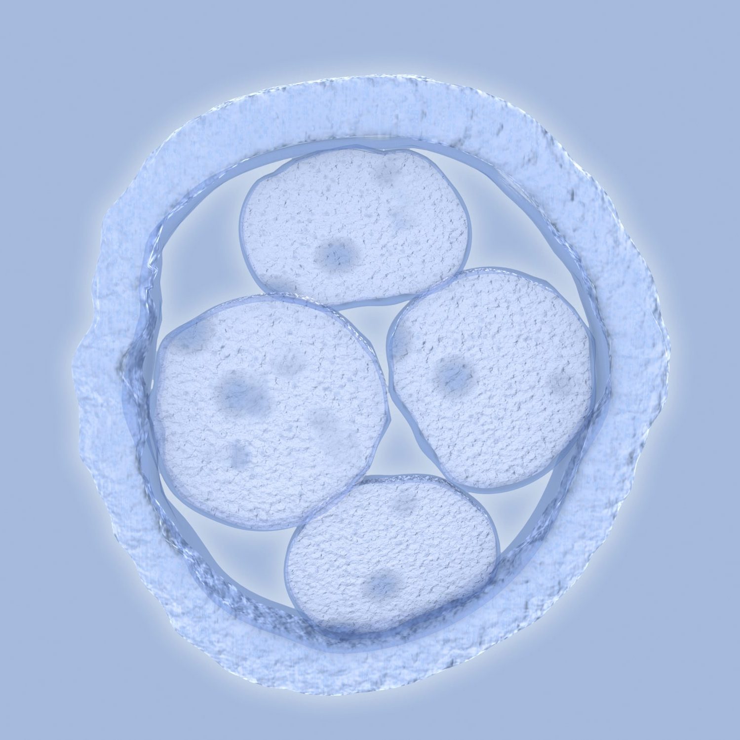 Artwork of a human embryo with four cells.